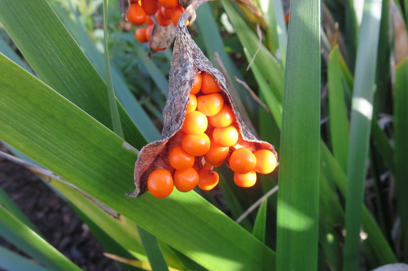 IRIS  FOETIDUS 16-02-2014 14-00-07.JPG