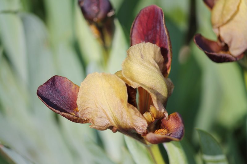 Iris 'Little Chestnut' (1).JPG
