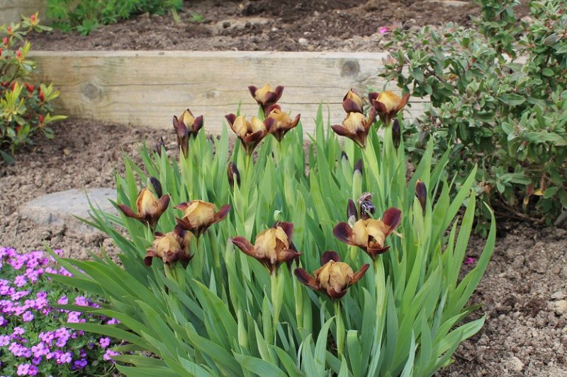 Iris 'Little Chestnut' (5).JPG
