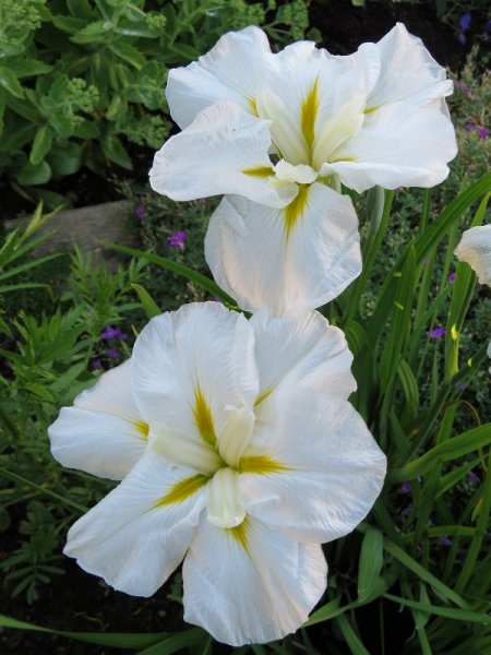 Iris 'Moonlight Waves (2).JPG