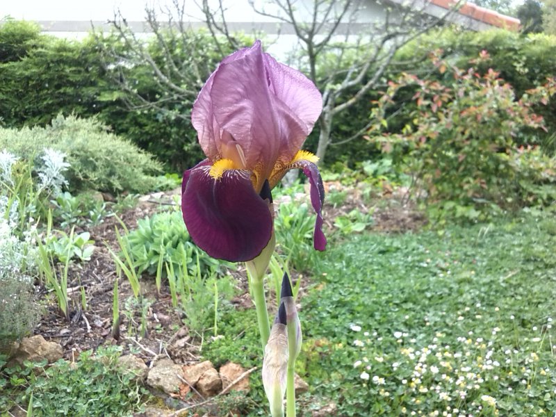 iris pass the wine.jpg