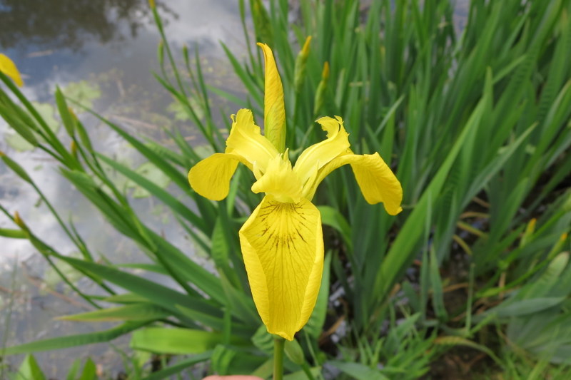 IRIS  PSEUDACORUS 07-06-2015 14-32-23.JPG