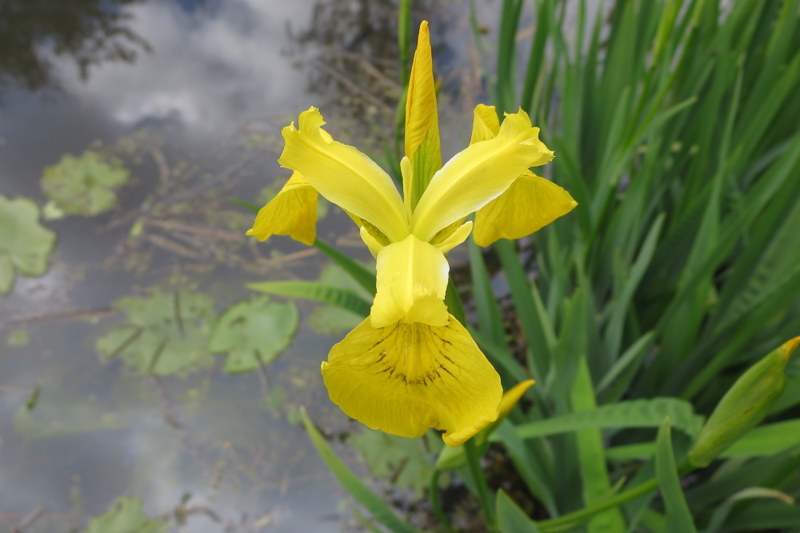 IRIS  PSEUDACORUS 07-06-2015 14-32-38.JPG