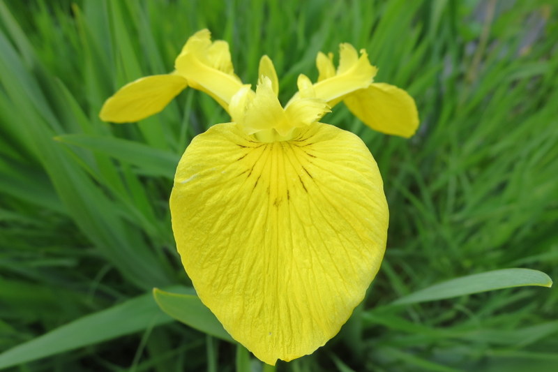 IRIS  PSEUDACORUS 07-06-2015 14-34-27.JPG