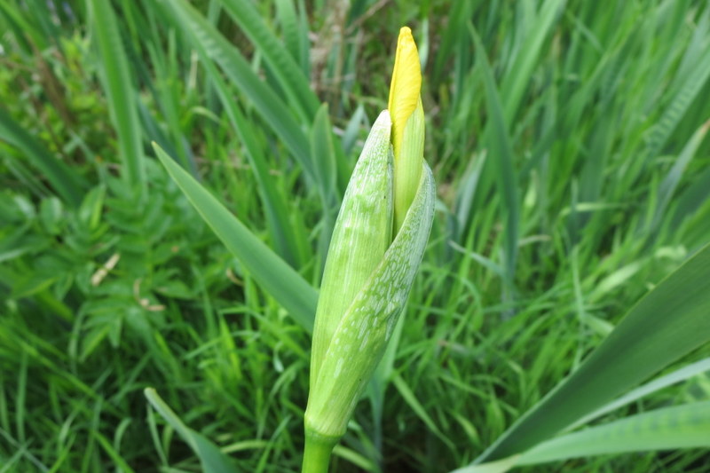 IRIS  PSEUDACORUS 07-06-2015 14-35-19.JPG
