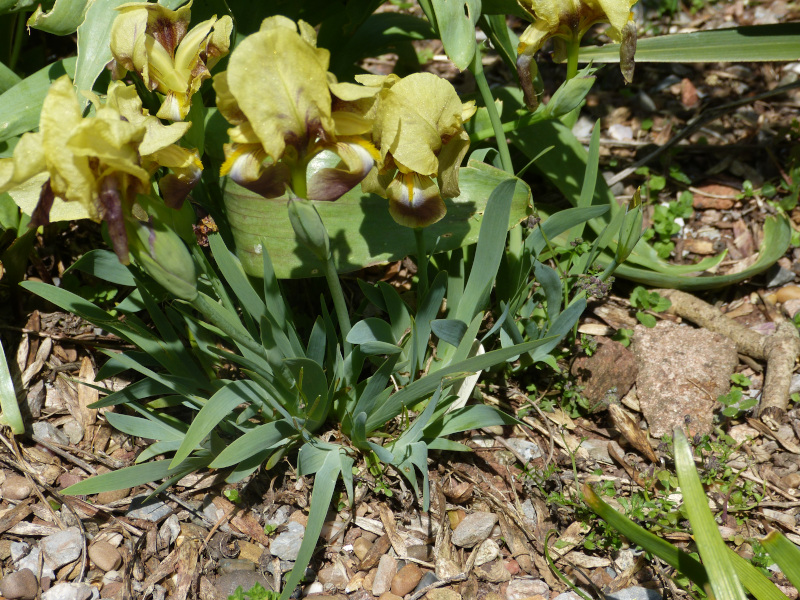 Iris reichenbachii.JPG