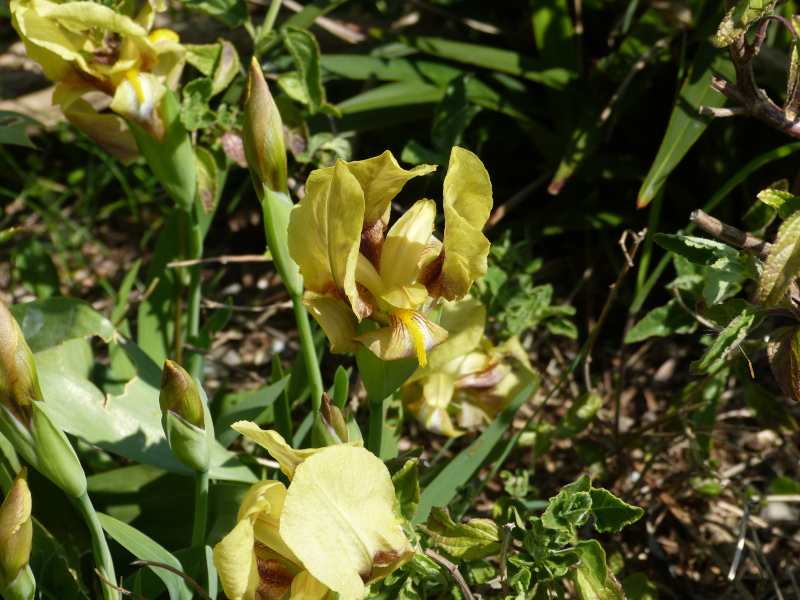 Iris reichenbachii.JPG
