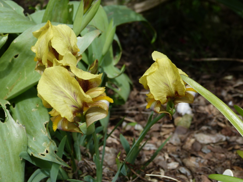 Iris reichenbachii.JPG