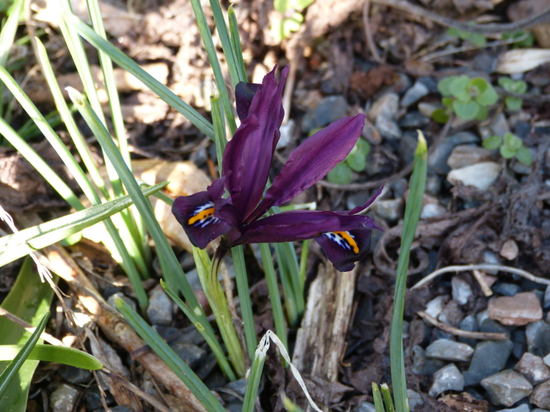 Iris reticulata J S Dijt.JPG
