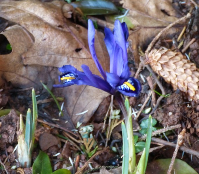 Iris reticulata.JPG