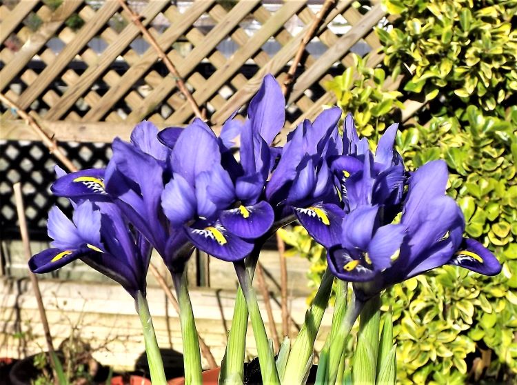Iris reticulata.JPG