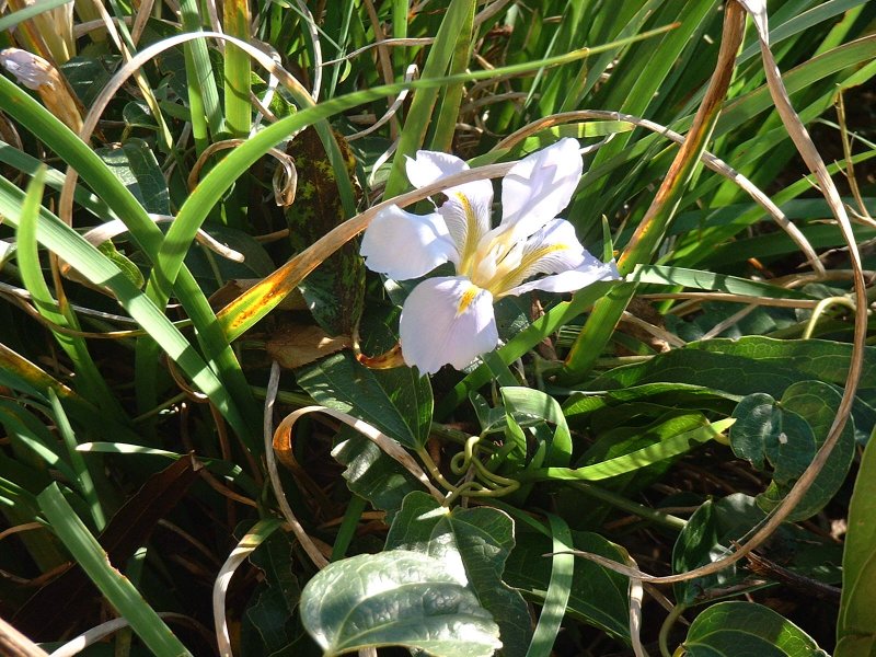 iris unguicularis.JPG