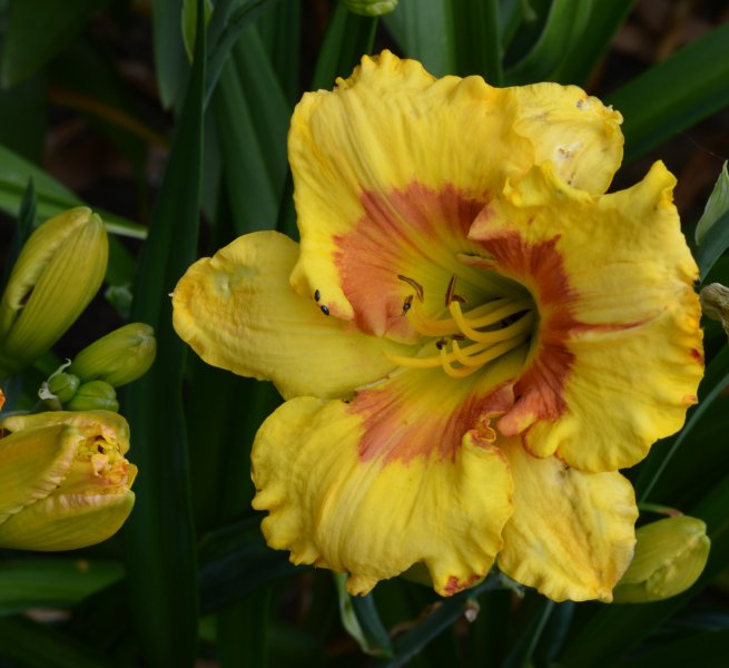 Irresistable Charm.JPG