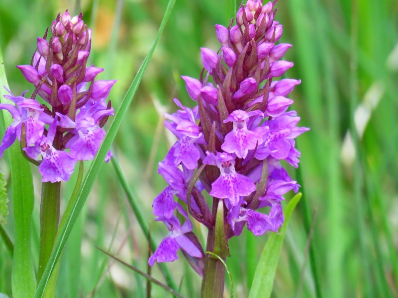 Is marsh orchid.JPG
