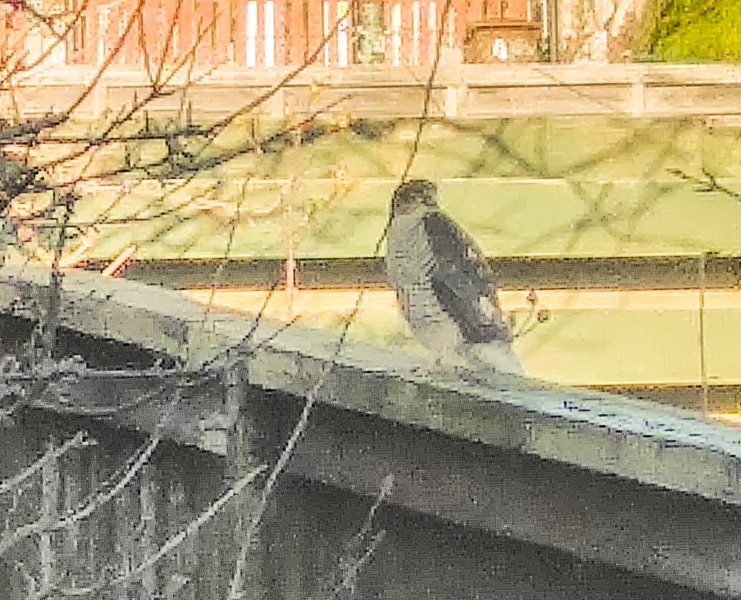 Is this a female sparrowhawk 19-2-22.jpg