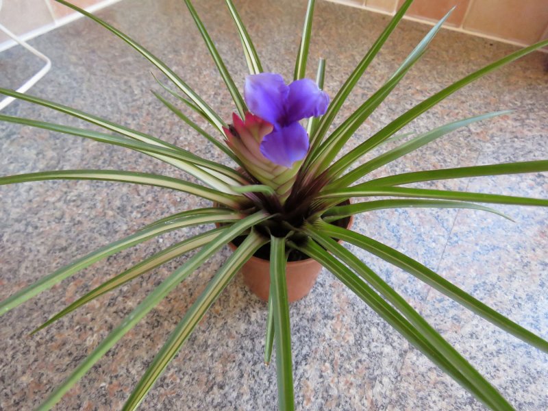 Itillandsia.JPG