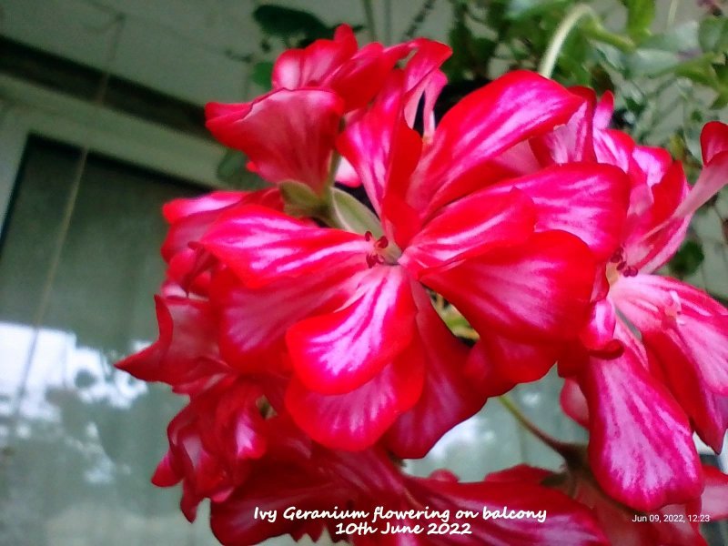 Ivy Geranium flowering on balcony 10th June 2022.jpg