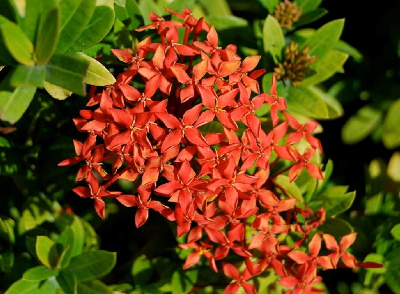 Ixora.jpg