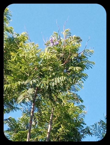 Jacaranda 11 Aug 22.jpg