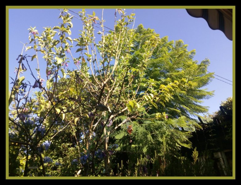 Jacaranda 13 Aug 20.jpg