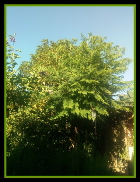 Jacaranda 28 Jun20.jpg