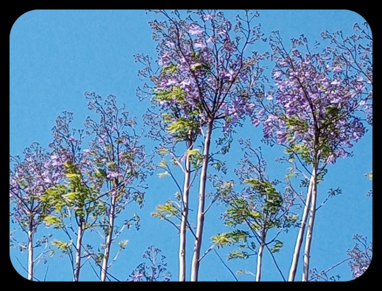 Jacaranda Blooms 28 May 22.jpg