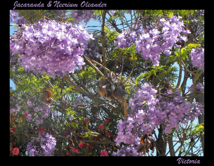 Jacaranda & Nerium Oleader.JPG