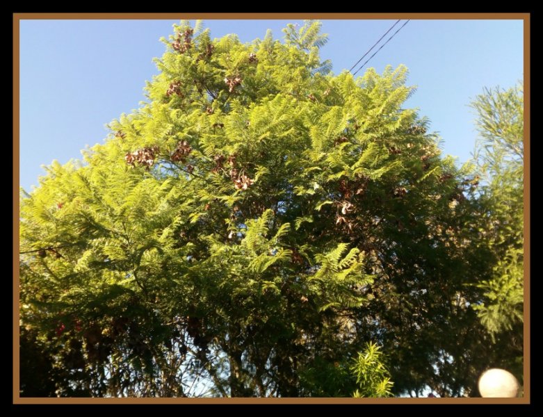 Jacaranda2 13 Aug 20.jpg