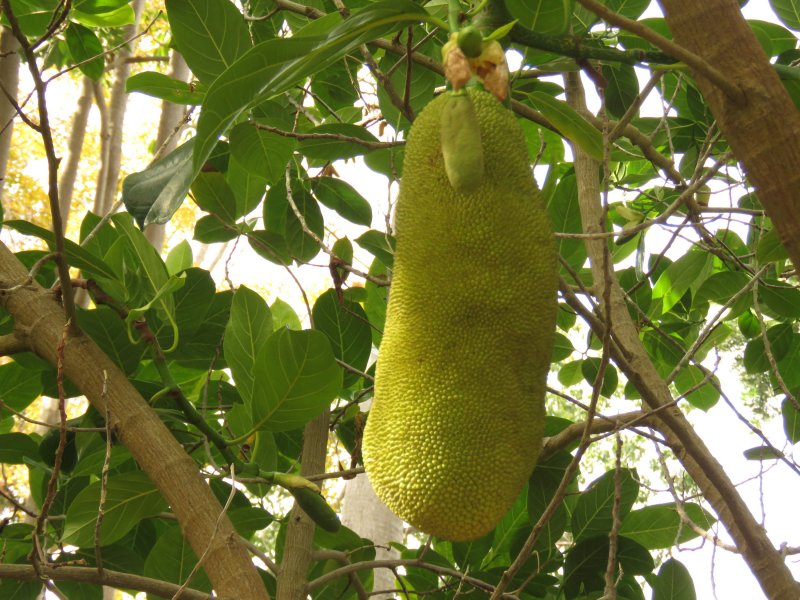 Jack fruit -Artocarpus heterophyllus.JPG