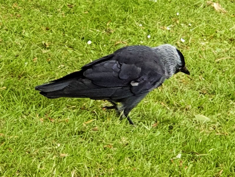 Jackdaw.jpg