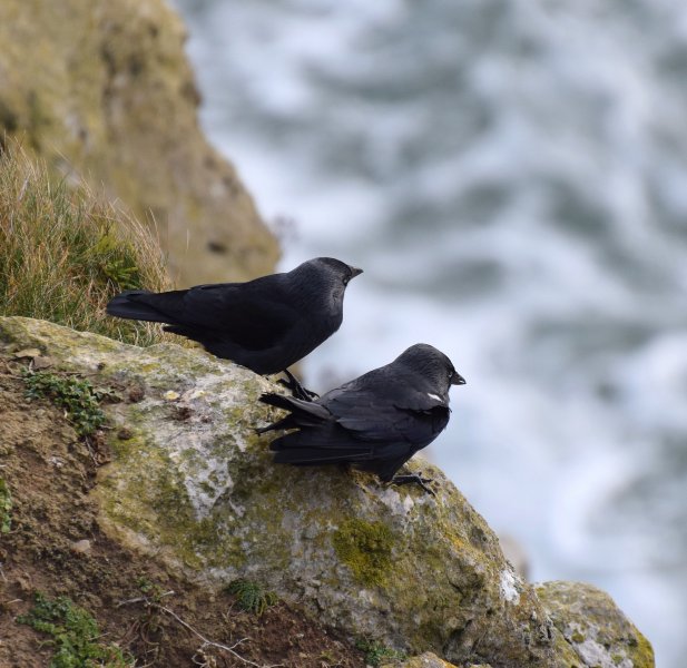 Jackdaws.jpg
