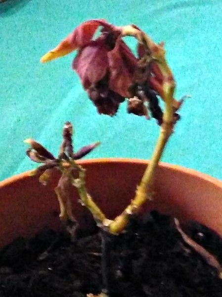 Jacobina carnea 2.jpg