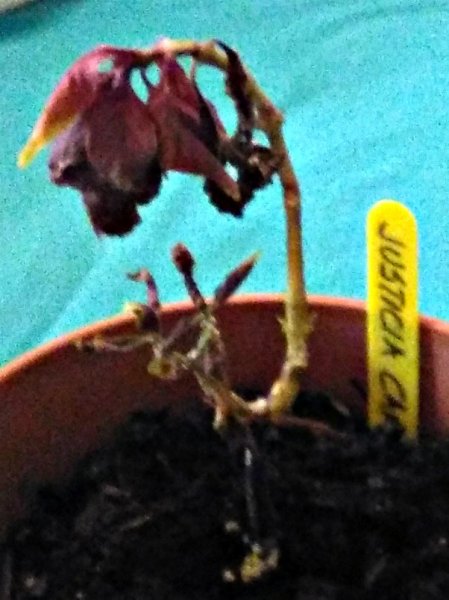 Jacobinia carnea 2.jpg