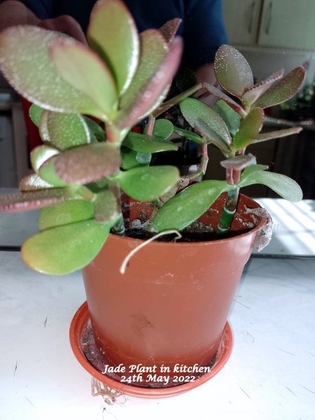 Jade Plant in kitchen 24th May 2022.jpg