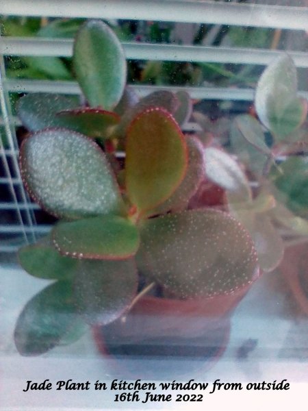 Jade Plant in kitchen window from outside 16th June 2022.jpg