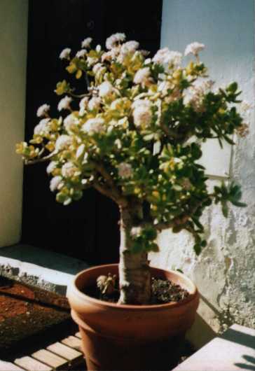 Jade Tree.JPG