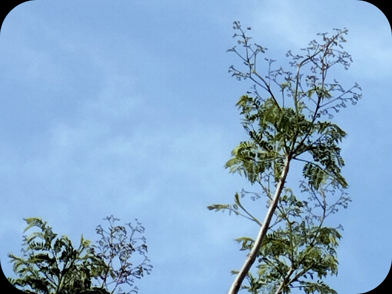 Jaj la Lane 1 Jun 25.jpg