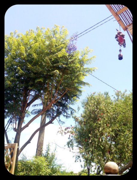 Jak Big Bloom 22 Jun.jpg