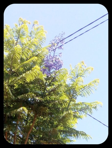 Jak Big Bloom Close 22 Jun.jpg