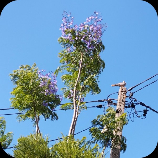 Jak & Dove 15 Jun 25.jpg