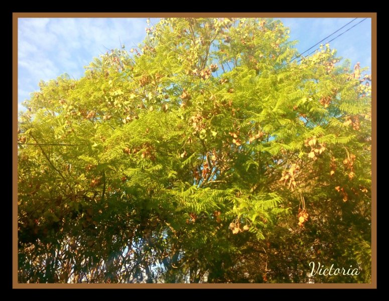 Jak Green & Brown Sep 19.jpg