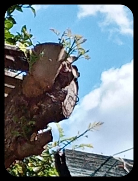 Jak growth 3 Nov 21.jpg