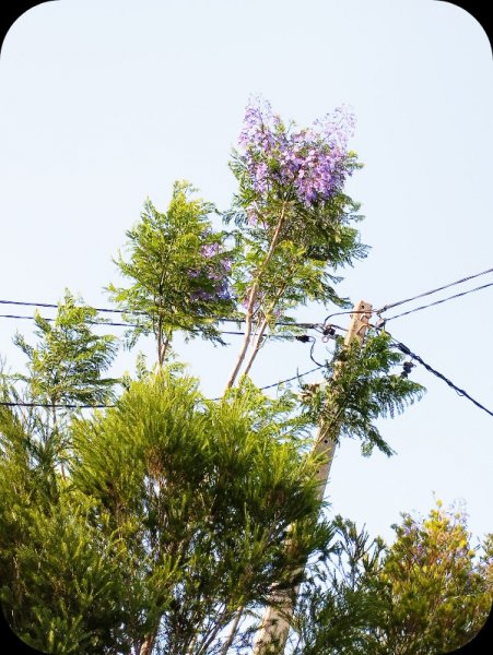 Jak le Lane1 20 Jun 25.jpg