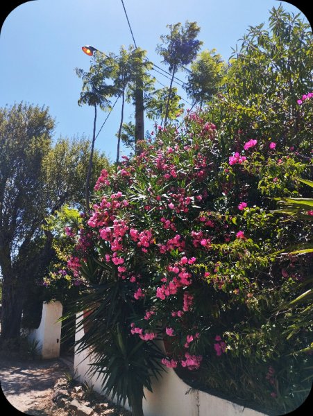 Jak Le Lane3 25 Jun 25.jpg