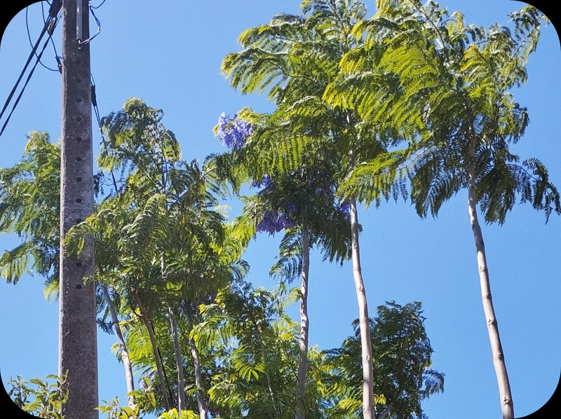 Jak le Lane4 25 Jun 25.jpg