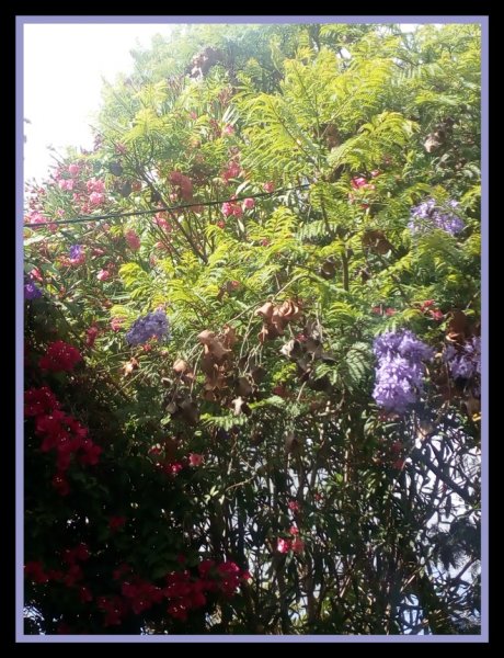 Jak, Oleander & Bougie2 12 Jun.jpg