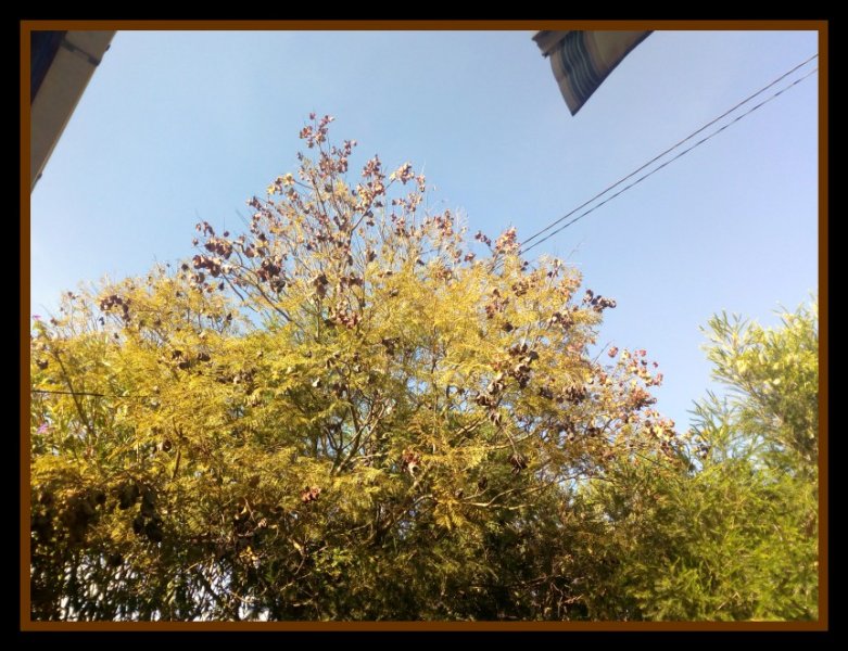 Jak Top 1 May 20.jpg