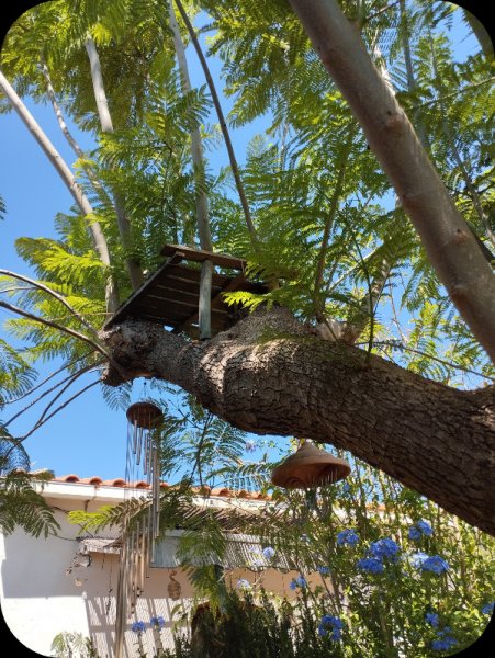 Jak trunk 13 Jul 25.jpg