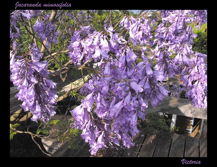 Jak up close June 2012.JPG