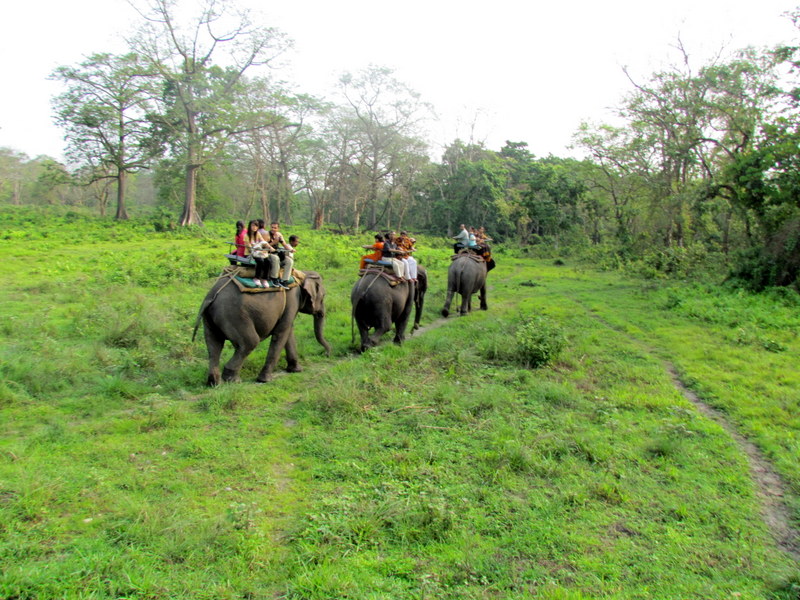 JALDAPARA  WILD  LIFE  SANCTUARY  ELEPHANT  SAFARI 17-04-2011 07-32-13.JPG